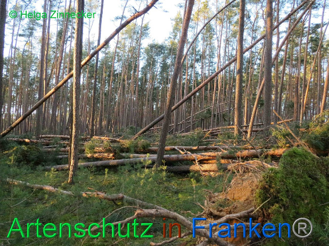 © Artenschutz in Franken® Helga Zinnecker Bild zum Eintrag (1019161-160)