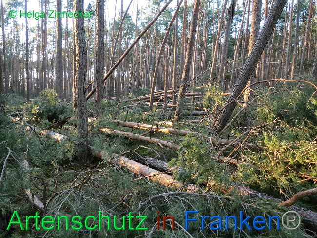 © Artenschutz in Franken® Helga Zinnecker Bild zum Eintrag (1019163-160)
