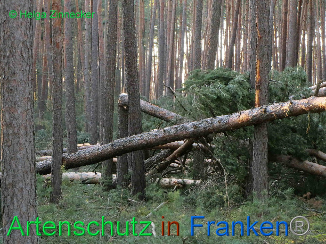 © Artenschutz in Franken® Helga Zinnecker Bild zum Eintrag (1019164-160)
