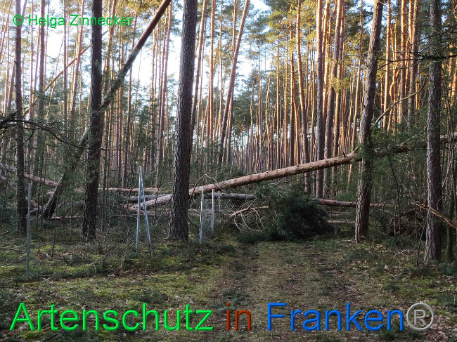 © Artenschutz in Franken® Helga Zinnecker Bild zum Eintrag (1019170-160)
