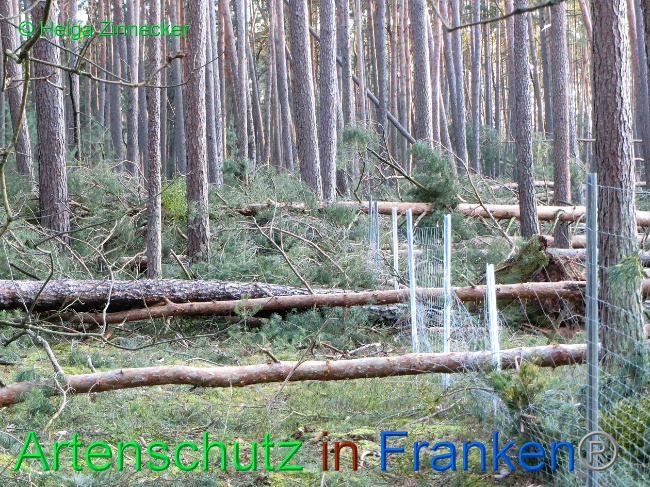 © Artenschutz in Franken® Helga Zinnecker Bild zum Eintrag (1019172-160)