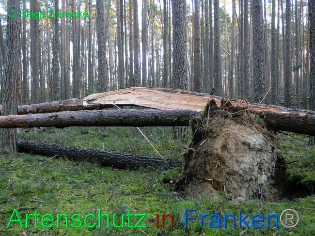 © Artenschutz in Franken® Helga Zinnecker Bild zum Eintrag (1019175-160)
