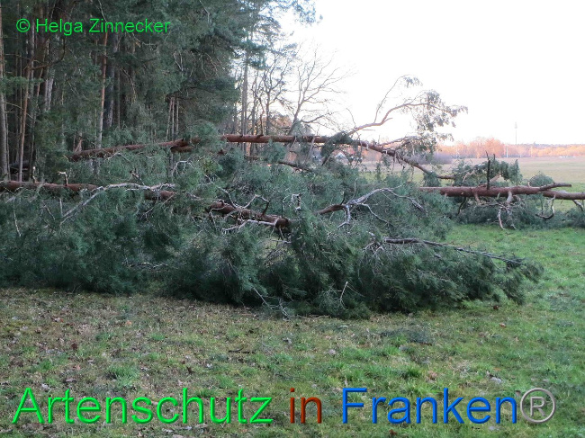 © Artenschutz in Franken® Helga Zinnecker Bild zum Eintrag (1019179-160)