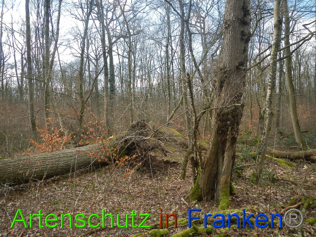 © Artenschutz in Franken® Bild zum Eintrag (1020051-160)