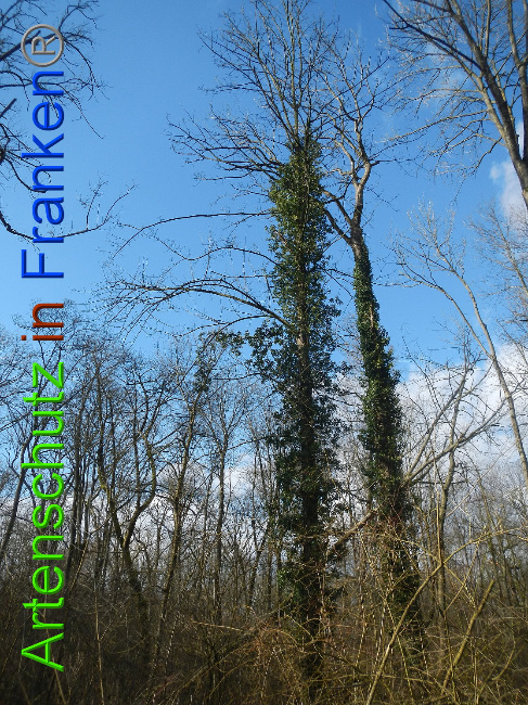 © Artenschutz in Franken® Bild zum Eintrag (1020052-160)