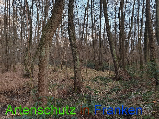 Bild zum Eintrag (1020096-160)