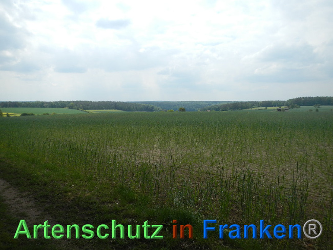 © Artenschutz in Franken® Bild zum Eintrag (1025015-160)