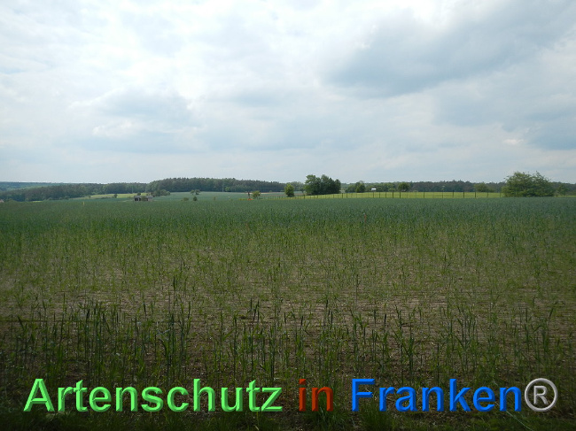 © Artenschutz in Franken® Bild zum Eintrag (1025016-160)