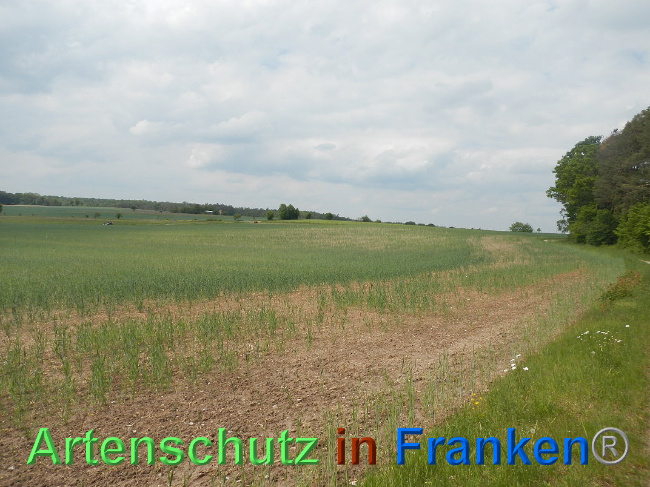 © Artenschutz in Franken® Bild zum Eintrag (1025017-160)