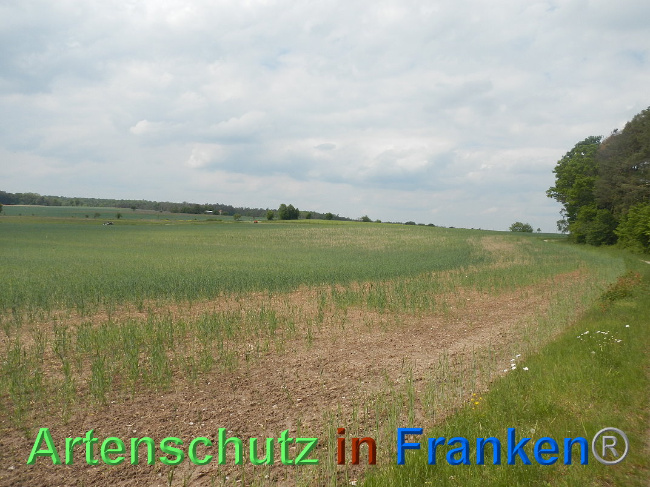 Bild zum Eintrag (1025017-160)