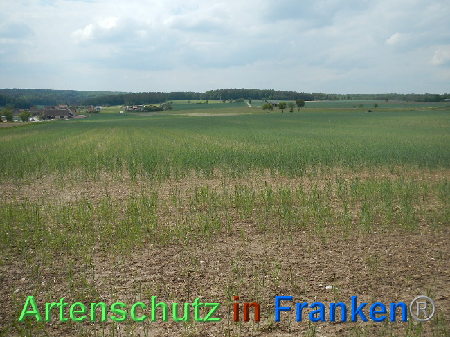 © Artenschutz in Franken® Bild zum Eintrag (1025019-160)