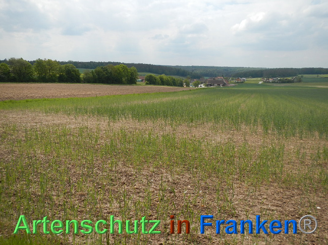 © Artenschutz in Franken® Bild zum Eintrag (1025020-160)