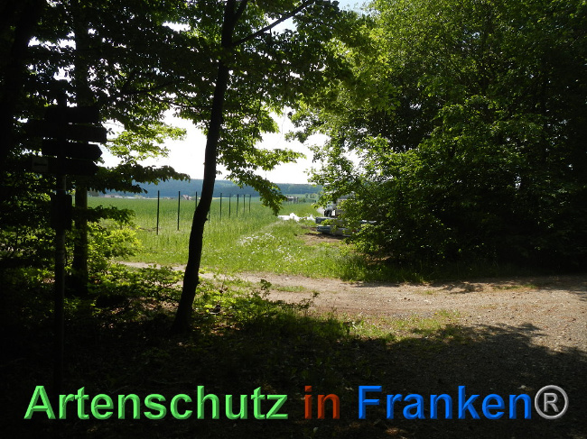 © Artenschutz in Franken® Bild zum Eintrag (1025021-160)