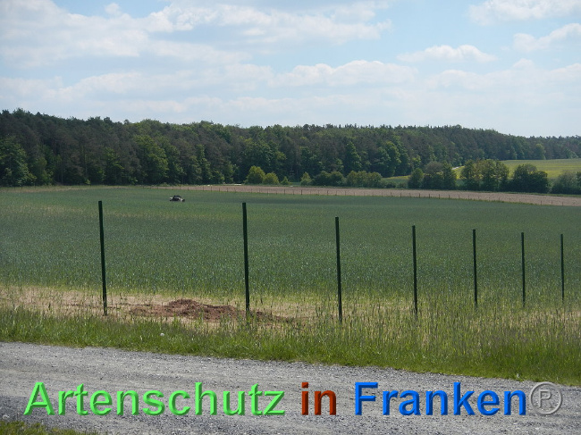 © Artenschutz in Franken® Bild zum Eintrag (1025033-160)