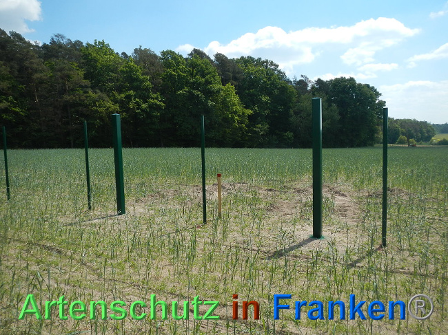 © Artenschutz in Franken® Bild zum Eintrag (1025034-160)