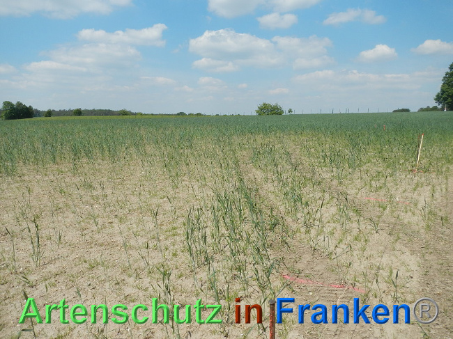 © Artenschutz in Franken® Bild zum Eintrag (1025037-160)