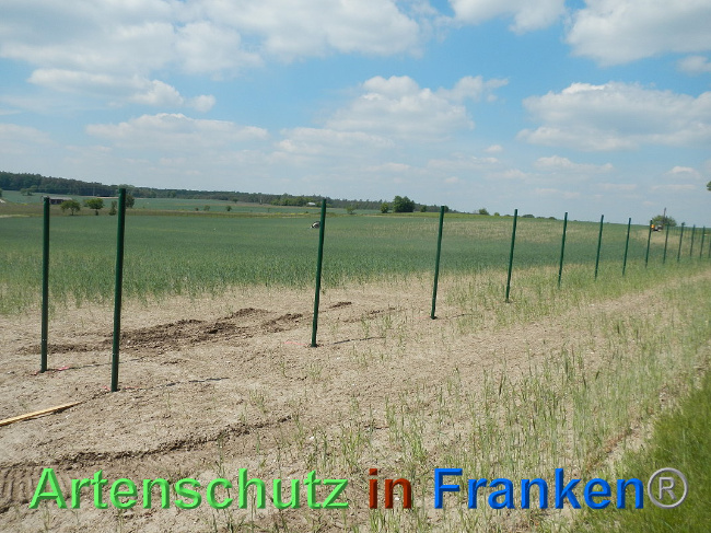 © Artenschutz in Franken® Bild zum Eintrag (1025038-160)