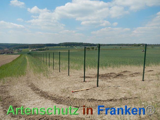 © Artenschutz in Franken® Bild zum Eintrag (1025039-160)