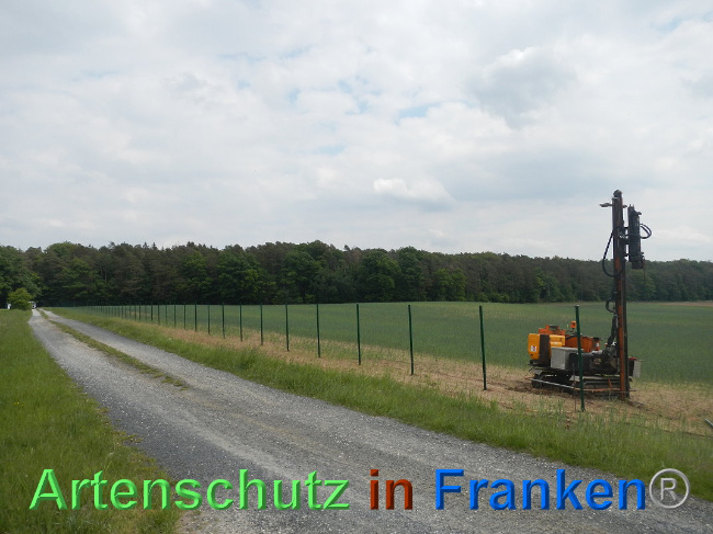 © Artenschutz in Franken® Bild zum Eintrag (1025041-160)