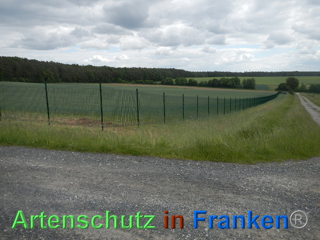 © Artenschutz in Franken® Bild zum Eintrag (1025124-160)