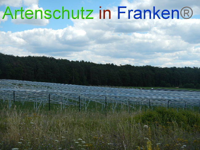 © Artenschutz in Franken® Bild zum Eintrag (1028202-160)