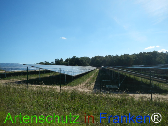 © Artenschutz in Franken® Bild zum Eintrag (1029716-160)
