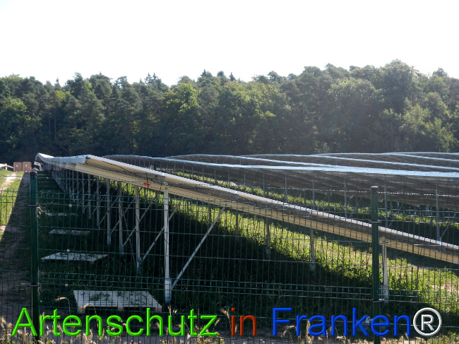 © Artenschutz in Franken® Bild zum Eintrag (1029723-160)