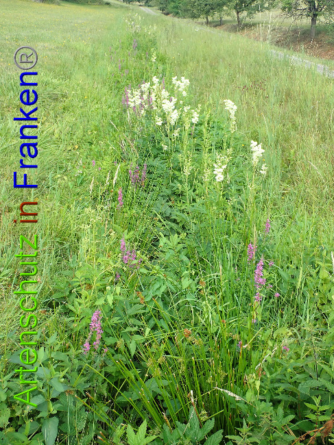 © Artenschutz in Franken® Bild zum Eintrag (1030904-160)