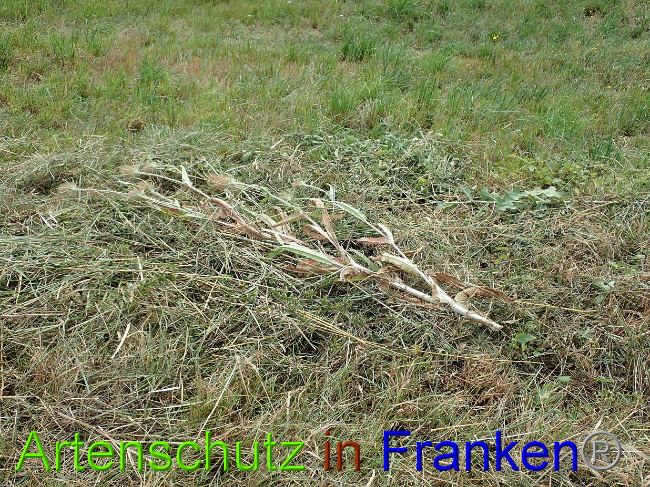 © Artenschutz in Franken® Bild zum Eintrag (1030907-160)