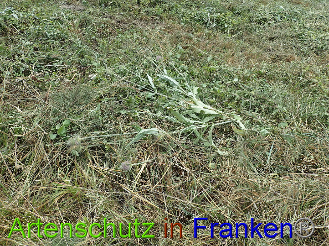 © Artenschutz in Franken® Bild zum Eintrag (1030908-160)