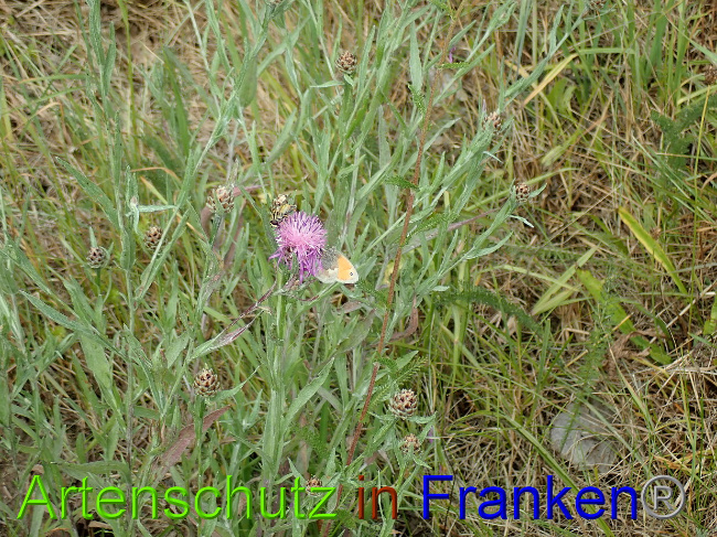 © Artenschutz in Franken® Bild zum Eintrag (1030923-160)