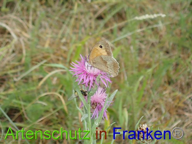 © Artenschutz in Franken® Bild zum Eintrag (1030924-160)
