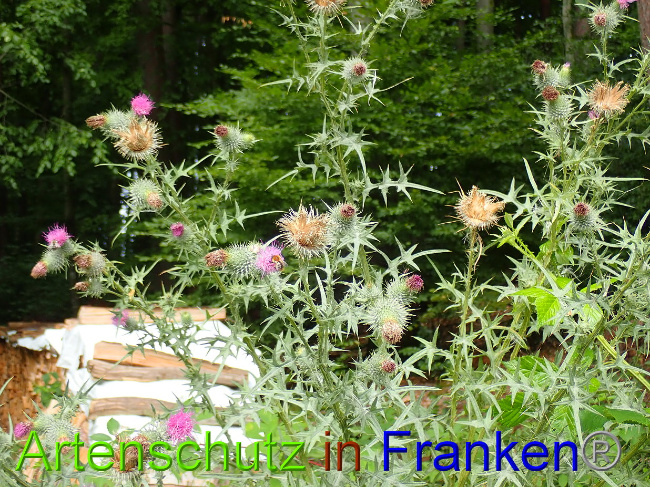 © Artenschutz in Franken® Bild zum Eintrag (1030926-160)