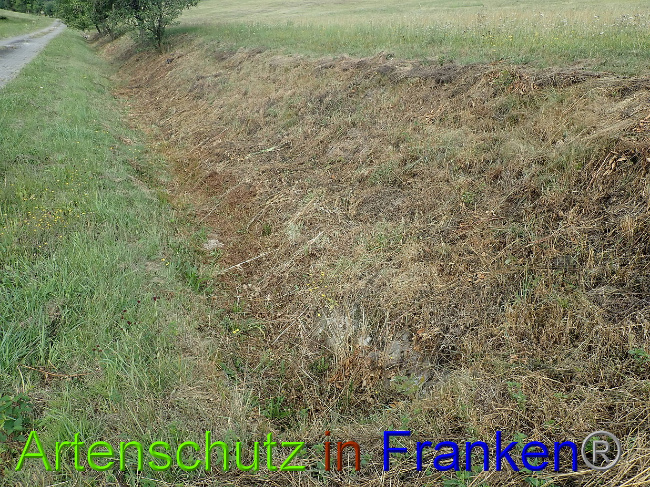 © Artenschutz in Franken® Bild zum Eintrag (1030938-160)