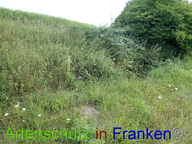 © Artenschutz in Franken® Bild zum Eintrag (1030939-160)