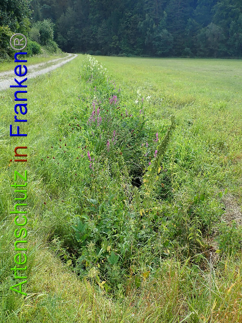 © Artenschutz in Franken® Bild zum Eintrag (1030940-160)
