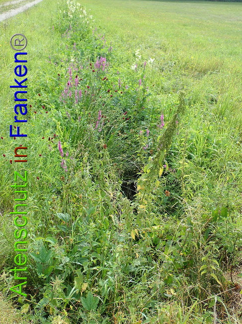 © Artenschutz in Franken® Bild zum Eintrag (1030941-160)