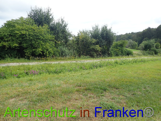 © Artenschutz in Franken® Bild zum Eintrag (1030942-160)