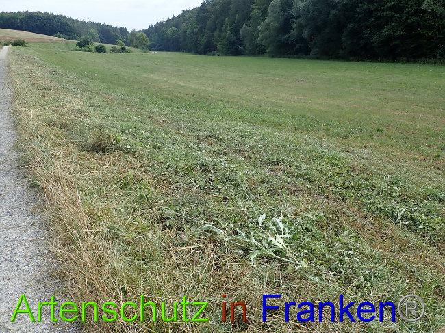 © Artenschutz in Franken® Bild zum Eintrag (1030943-160)
