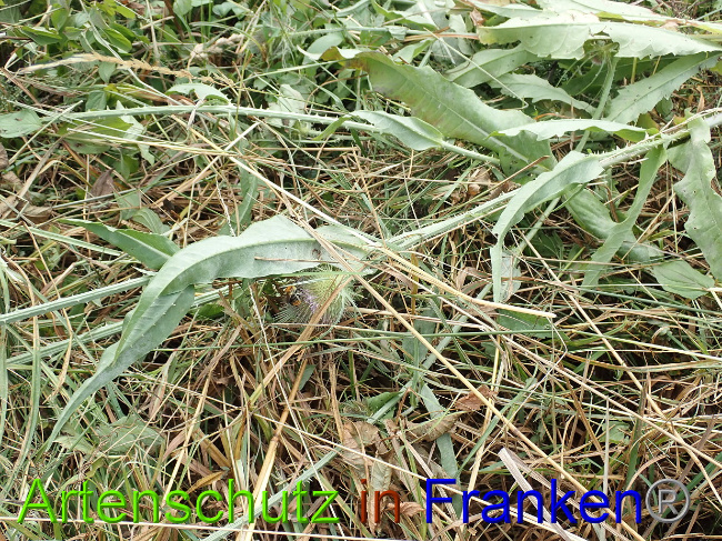 © Artenschutz in Franken® Bild zum Eintrag (1030944-160)