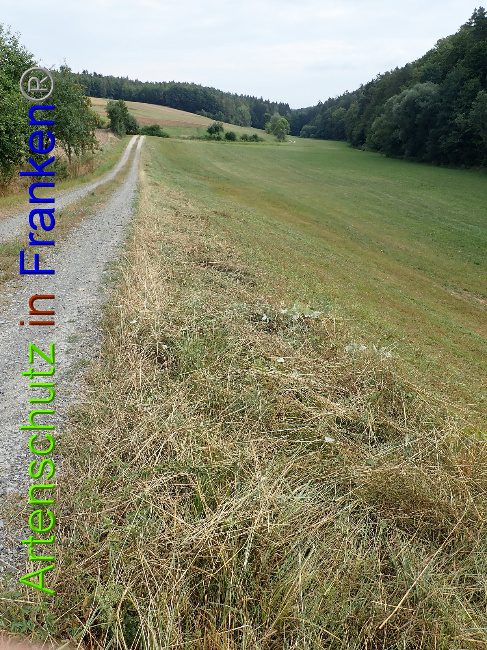 © Artenschutz in Franken® Bild zum Eintrag (1030945-160)