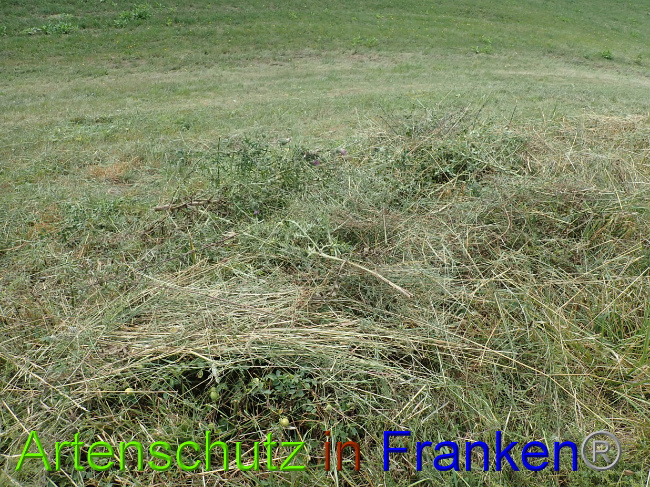 © Artenschutz in Franken® Bild zum Eintrag (1030946-160)