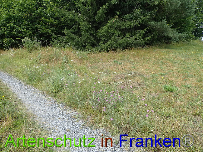 © Artenschutz in Franken® Bild zum Eintrag (1030947-160)