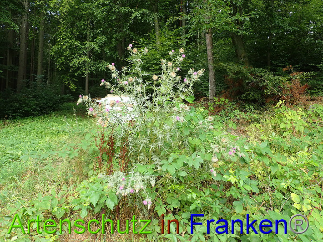 © Artenschutz in Franken® Bild zum Eintrag (1030949-160)