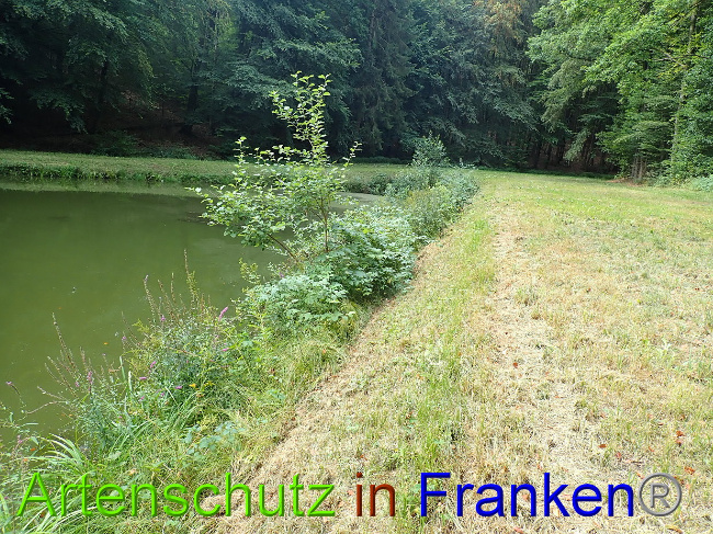 © Artenschutz in Franken® Bild zum Eintrag (1030950-160)