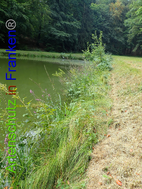 © Artenschutz in Franken® Bild zum Eintrag (1030951-160)