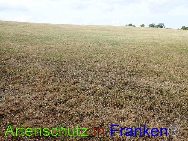 © Artenschutz in Franken® Bild zum Eintrag (1030952-160)