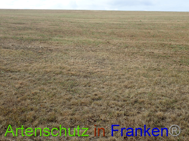 © Artenschutz in Franken® Bild zum Eintrag (1030953-160)