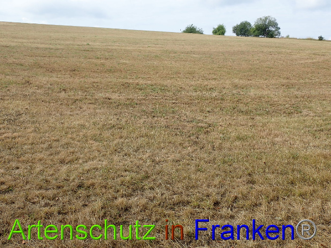 © Artenschutz in Franken® Bild zum Eintrag (1030954-160)