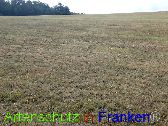 © Artenschutz in Franken® Bild zum Eintrag (1030955-160)